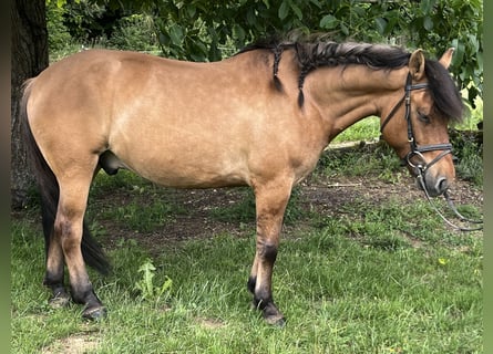 Hucul, Gelding, 5 years, 14.1 hh, Brown
