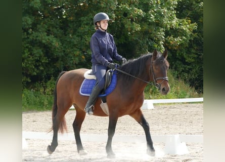 Hucul Mix, Gelding, 5 years, 14,2 hh, Brown