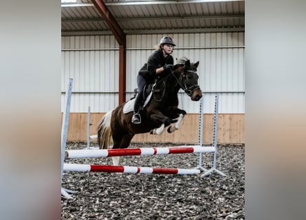 Hucul, Gelding, 6 years, 13,1 hh, Pinto