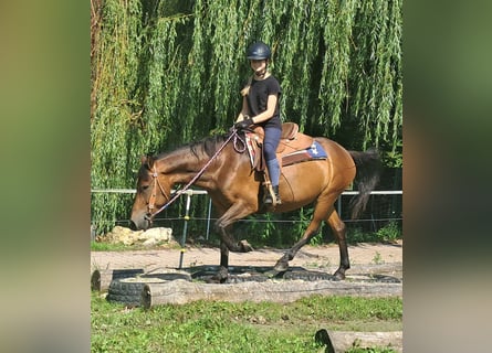 Hucul, Gelding, 7 years, 14.1 hh, Brown