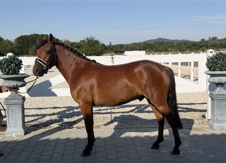 Huçul, Hongre, 3 Ans, 143 cm, Bai