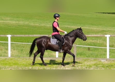 Huçul, Hongre, 4 Ans, 142 cm, Noir