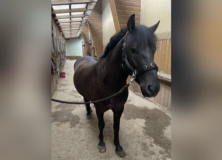 Huçul, Hongre, 6 Ans, 148 cm, Noir