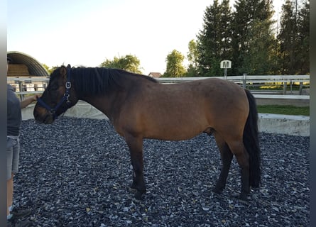 Huçul, Hongre, 7 Ans, 145 cm, Bai brun