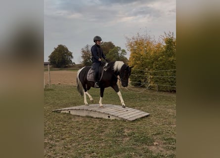 Huçul / Hucul / Huzul, Castrone, 3 Anni, 140 cm, Pezzato