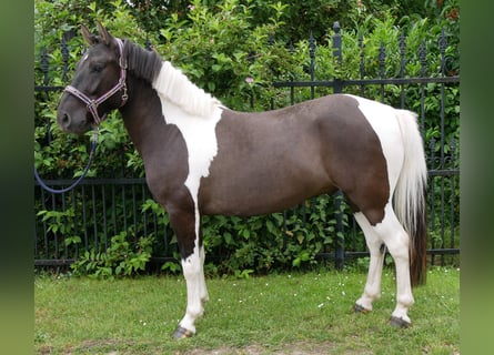 Huçul / Hucul / Huzul, Castrone, 4 Anni, 135 cm, Pezzato