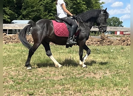 Huçul / Hucul / Huzul, Castrone, 5 Anni, 135 cm, Pezzato