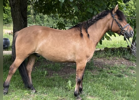 Huçul / Hucul / Huzul, Castrone, 5 Anni, 145 cm, Baio