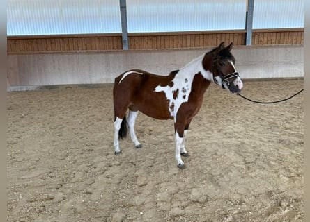 Huçul / Hucul / Huzul, Giumenta, 3 Anni, 140 cm, Pezzato