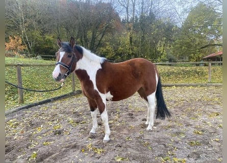 Huçul / Hucul / Huzul, Giumenta, 3 Anni, 140 cm, Pezzato