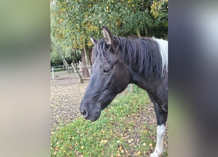 Huçul, Jument, 13 Ans, 135 cm, Pinto