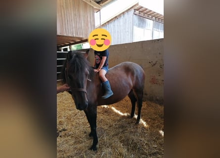 Huçul, Jument, 5 Ans, 130 cm, Bai