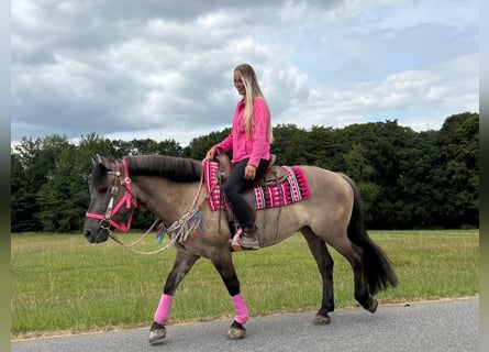 Huçul Croisé, Jument, 5 Ans, 150 cm, Grullo