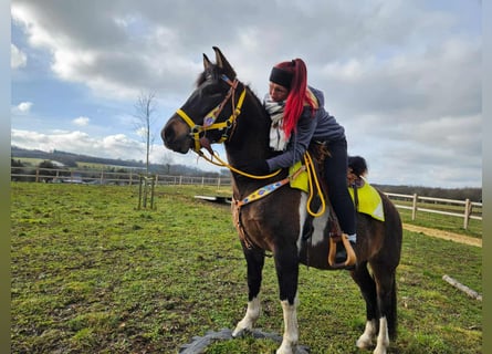 Huçul, Jument, 7 Ans, 146 cm