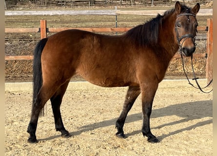 Hucul, Mare, 10 years, 14 hh, Brown