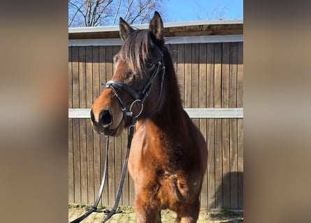 Hucul, Mare, 4 years, 14,1 hh, Brown