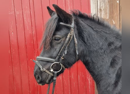 Hucul, Mare, 5 years, 13.2 hh, Black