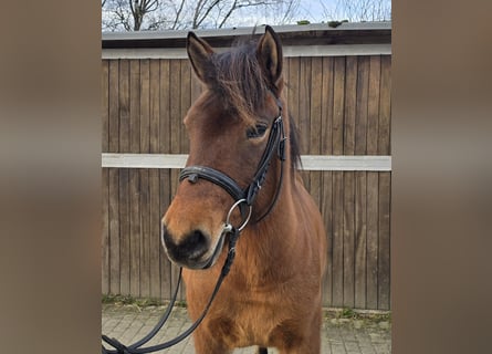 Hucul, Mare, 5 years, 14 hh, Brown