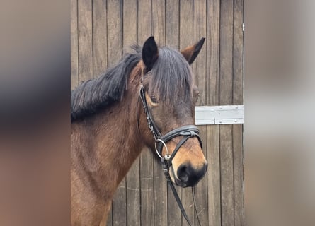 Hucul, Mare, 5 years, 14 hh, Brown