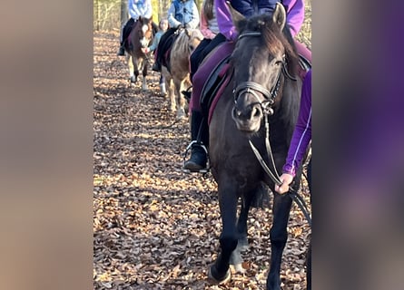 Hucul, Mare, 8 years, 13,1 hh, Grullo