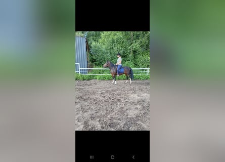 Hucul, Mare, 9 years, 13.2 hh, Pinto