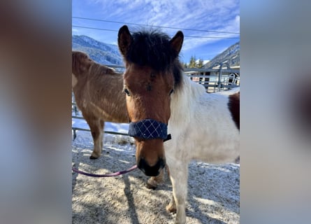 Hucul Mix, Stallion, 2 years, 13 hh, Pinto