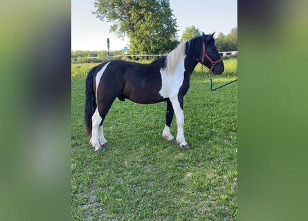 Hucul Blandning, Valack, 3 år, 149 cm, Pinto