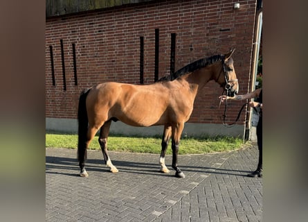 Hungarian Sport Horse, Gelding, 10 years, 16,1 hh, Bay-Dark