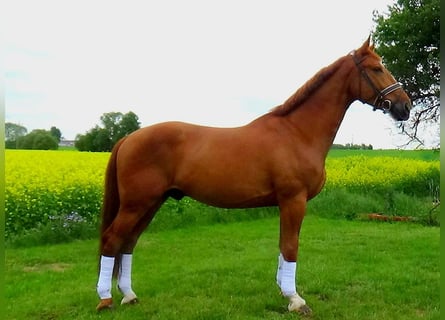 Hungarian Sport Horse, Gelding, 10 years, 16,2 hh, Chestnut-Red