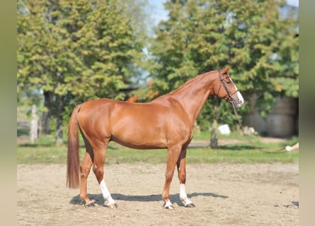 Ungarisches Sportpferd, Wallach, 10 Jahre, 16,2 hh, Fuchs