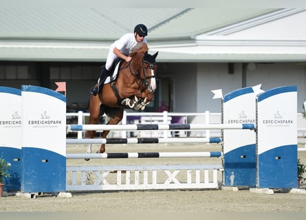 Hungarian Sport Horse, Gelding, 10 years, 16,3 hh, Chestnut-Red