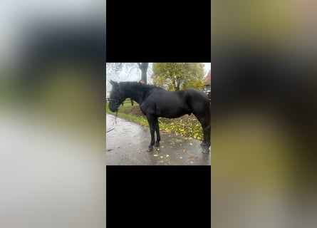 Hungarian Sport Horse, Gelding, 10 years, 16 hh, Black