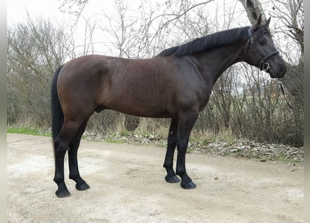 Hungarian Sport Horse, Gelding, 10 years, 16,1 hh, Black