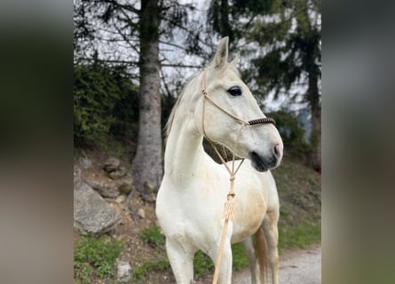 Hungarian Sport Horse, Gelding, 17 years, 15.3 hh, Gray-Dapple