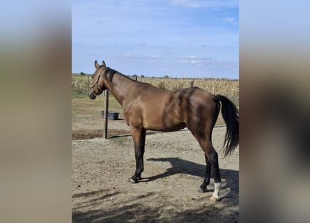 Hungarian Sport Horse, Gelding, 2 years, 16.1 hh, Bay