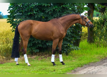 Hungarian Sport Horse, Gelding, 3 years, 16 hh, Brown