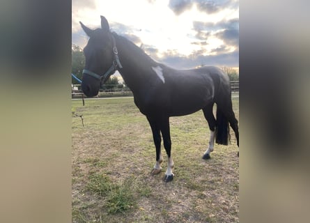 Hungarian Sport Horse, Gelding, 4 years, 12,2 hh, Black