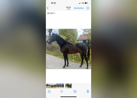 Hungarian Sport Horse, Gelding, 4 years, 15,2 hh, Bay-Dark