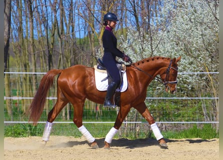 Hungarian Sport Horse, Gelding, 4 years, 16.1 hh, Chestnut
