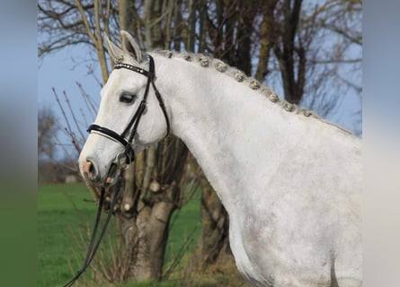 Ungarisches Sportpferd, Wallach, 4 Jahre, 16,1 hh, Schimmel