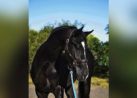 Hungarian Sport Horse, Gelding, 4 years, 16.2 hh, Black