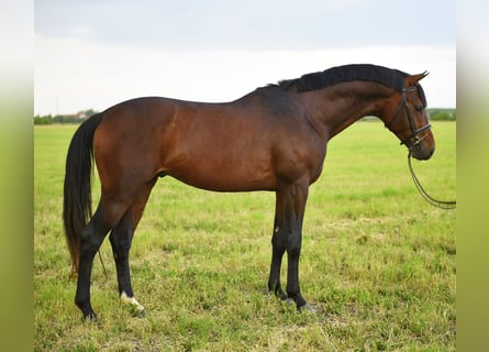 Hungarian Sport Horse, Gelding, 4 years, 16 hh, Bay-Dark