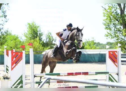 Hungarian Sport Horse, Gelding, 4 years, 17,1 hh, Grey