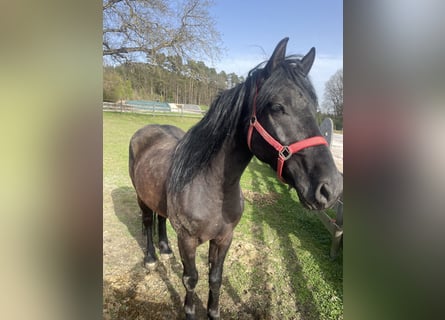 Hungarian Sport Horse Mix, Gelding, 5 years, 15.1 hh, Brown