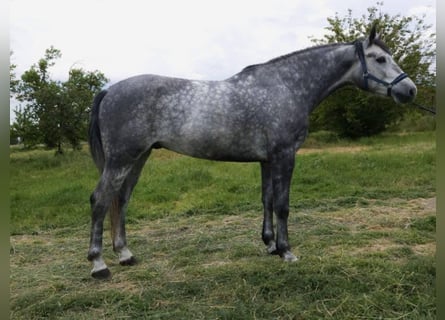 Hungarian Sport Horse, Gelding, 5 years, 16.1 hh, Grey-Dapple
