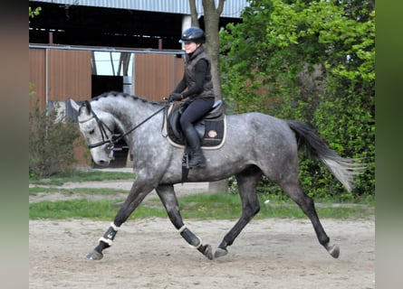 Hungarian Sport Horse, Gelding, 5 years, 16.2 hh, Grey