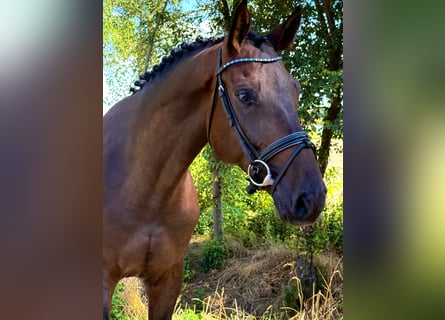 Hungarian Sport Horse, Gelding, 5 years, 16 hh, Brown
