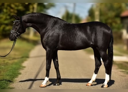 Hungarian Sport Horse, Gelding, 5 years, 16,1 hh, Black