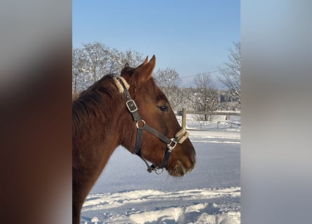 Hungarian Sport Horse, Gelding, 6 years, 14,2 hh, Chestnut