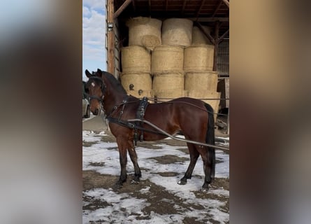 Hungarian Sport Horse, Gelding, 6 years, 14.3 hh, Bay